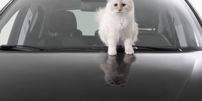 Кошка Шупетт для календаря Opel Corsa, автор Карл Лагерфельд