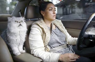 Кот в автомобиле