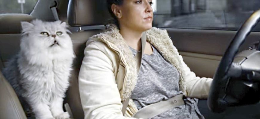 Кот в автомобиле