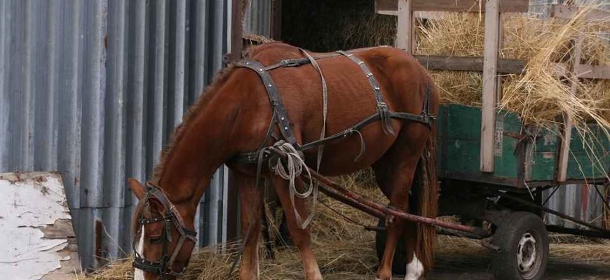 Лошадь и телега